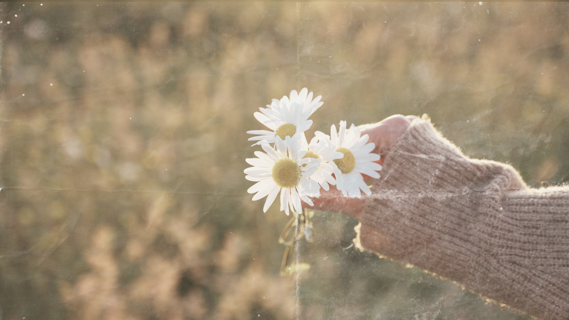 daisies-hand-hero-1.png