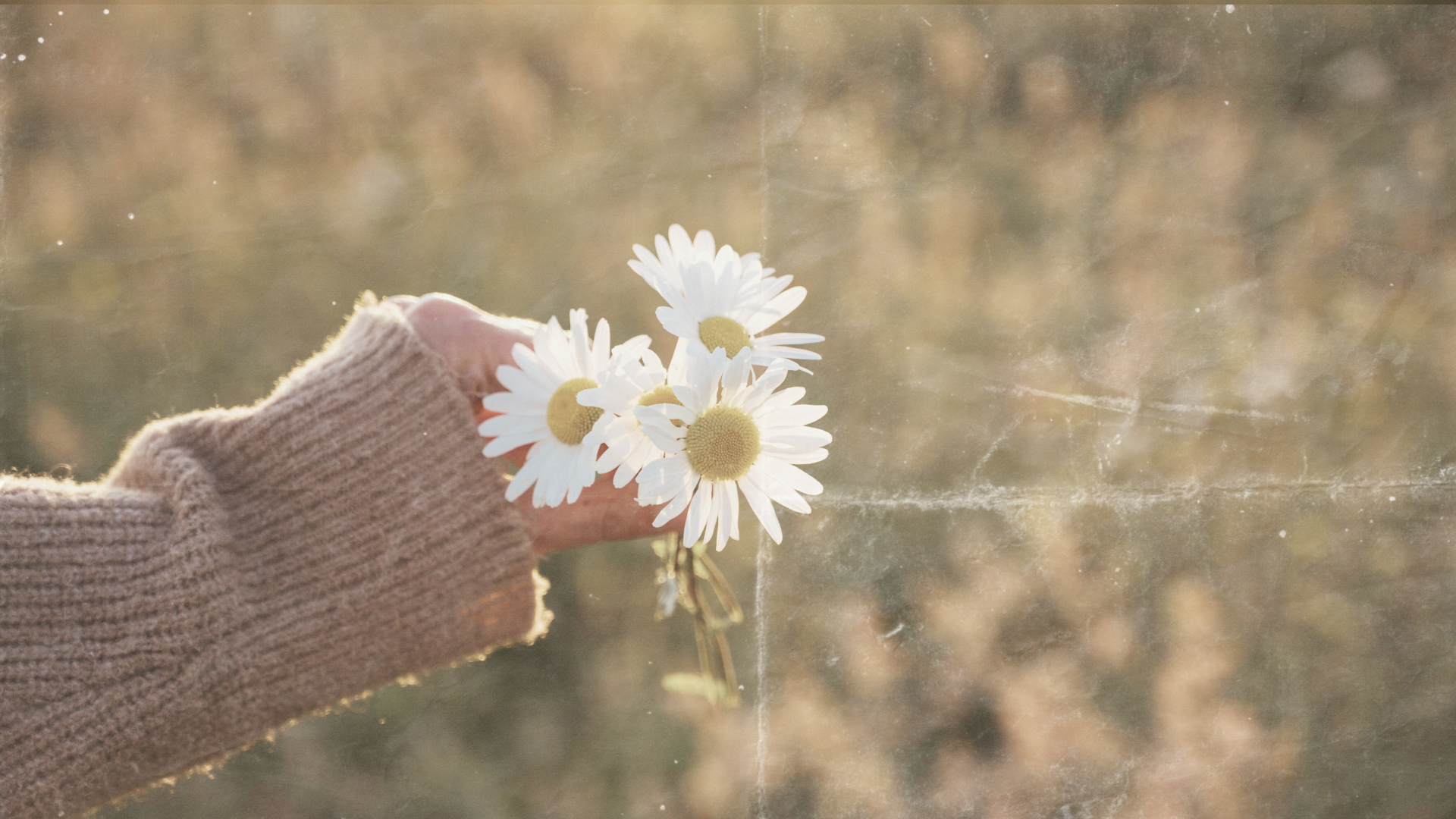 daisies-hand-hero.png